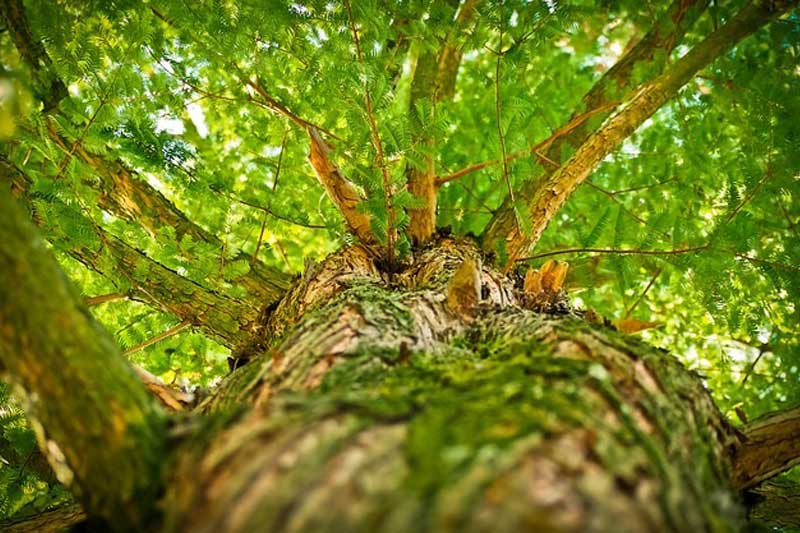 Photo of tree branches.