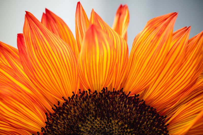 Photo of a sunflower.