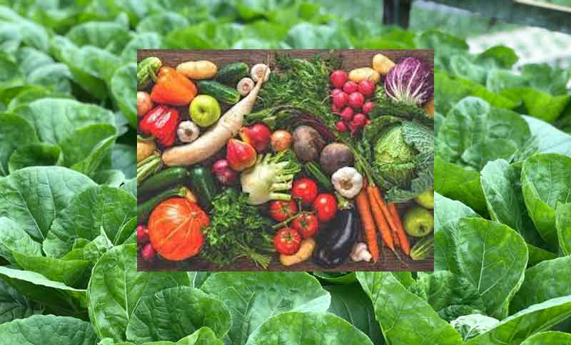 Photo of vegetable group on leafy green background.